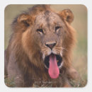 Search for kenya lion stickers Outdoors
