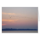 Search for bird migration Sunrise