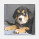 Search for foster magnets Shelter