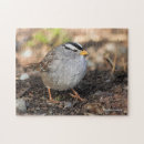 Search for sparrow puzzles Wildlife