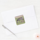 Search for colts stickers Animals