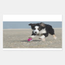 Search for beach dog stickers Border collie
