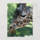 Search for giraffe stamp postcards Mail