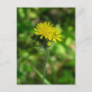 Search for yellow postcards Pretty