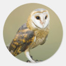 Search for owl photo stickers Bird