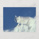 Search for lagopus postcards Fox