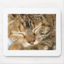 Search for kitty mousepads Pets