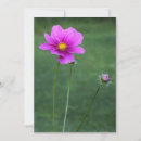 Search for asters photography Pink