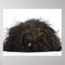 Search for lys posters Black