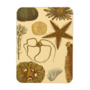 Search for algae magnets Starfish