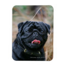 Search for bob magnets Black