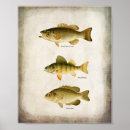 Search for walleye art Fish