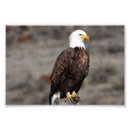 Search for bald eagle pics posters Nature