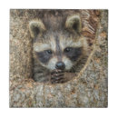 Search for raccoon tiles Wild animals