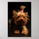 Search for yorkshire terrier posters Pets
