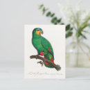 Search for amazonas postcards Parrot