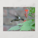 Search for ruby throat Photograph