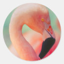 Search for flamingo stickers Animal