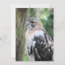 Search for red tails cards Red tailed hawk