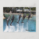 Search for mammal postcards Dolphin