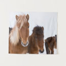 Search for cute foals posters Pony