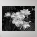 Search for black and white botanical art Photograph