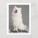 Search for american eskimo dog postcards Puppy