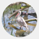 Search for pelican stickers Photography