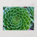 Search for echeveria postcards Nature