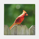 Search for fences magnets Bird