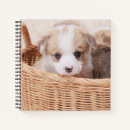 Search for corgi notebooks Canine
