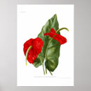 Search for anthurium posters Botanical