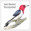 Search for red headed stickers Bird
