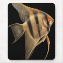 Search for angelfish electronics Aquatic