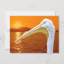 Search for wild bird postcards Wildlife