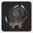 Search for pet stickers Dachshund