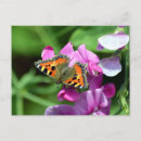 Search for sweet peas postcards Nature