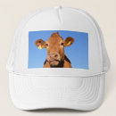 Search for licking hats Funny