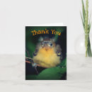 Search for oriole cards Bird
