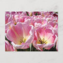 Search for spring pink postcards Colourful