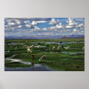Search for llamas posters Mountains
