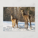 Search for whitetail deer postcards Outdoors