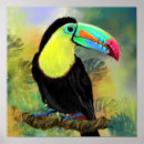 Search for toucan birds posters Watercolor