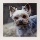 Search for yorkshire terrier puzzles Dog