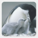 Search for wild bird stickers Baby