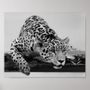 Search for white leopard posters Animal