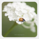 Search for image macro Nature