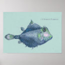 Search for boxfish Ocean