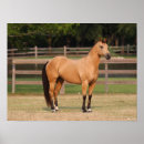 Search for buckskin horse posters Animal