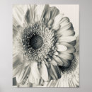 Search for black and white daisy posters Photography